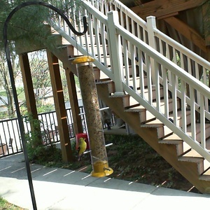 Quarantine 2020 Birdcam