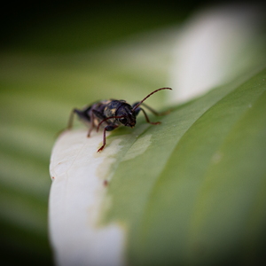 Macro
